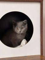 Kittens britse korthaar . Mogen verhuizen, Meerdere dieren, Gechipt, 0 tot 2 jaar