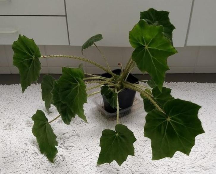 Begonia heracleifolia Cham. & Schltdl. (Kamerplant), Huis en Inrichting, Kamerplanten, Halfschaduw, Ophalen
