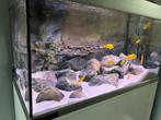 Aquadecor 3D achterwand 100x50 + 11 kunststenen, Dieren en Toebehoren, Vissen | Aquaria en Toebehoren, Ophalen, Zo goed als nieuw