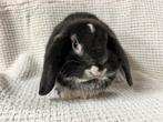Rammelaar nhd, Dieren en Toebehoren, Konijnen, Mannelijk, Klein, Hangoor, 0 tot 2 jaar