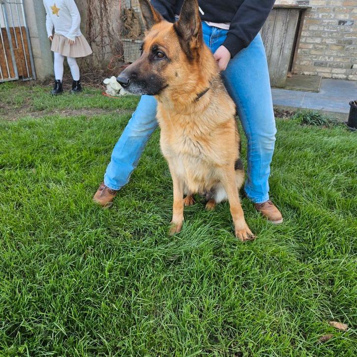Duitse herders, Dieren en Toebehoren, Honden | Herdershonden en Veedrijvers, Meerdere dieren, Herder, Fokker | Hobbymatig, Meerdere
