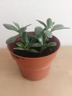 Jadeplant, 4 stekjes in het potje, Ophalen