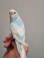 Handtamme grasparkiet, Dieren en Toebehoren