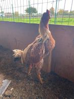 Hint shamo, Dieren en Toebehoren