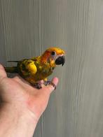 ️️️️️️️️❤️️️️️️️️ Tamme zonparkiet, 100% zelfstandig, Dieren en Toebehoren, Vogels | Parkieten en Papegaaien, Geslacht onbekend