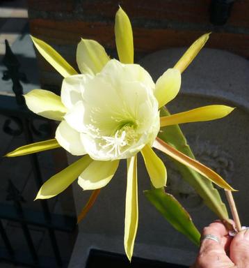 cactus - Bladcactus - Epiphyllum beschikbaar voor biedingen