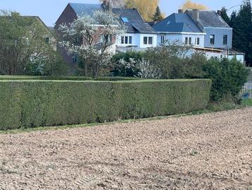 Abattage elagage élagueur tonte pelouse jardin  broyeur 