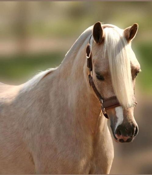 Zeer mooie B pony ( merrie ), Dieren en Toebehoren, Pony's, B