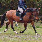 Mooie grote KWPN merrie, Dieren en Toebehoren, Paarden, Merrie, Gechipt, M, 7 tot 10 jaar