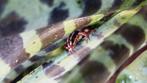 Epipedobates anthonyi tricolor gifkikkers, Dieren en Toebehoren, Reptielen en Amfibieën, Amfibie, 0 tot 2 jaar