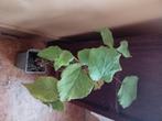 Actinidia (kiwi), Tuin en Terras, Ophalen