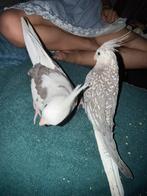 2 talme valkparkieten orijs voor beide, Dieren en Toebehoren, Vogels | Parkieten en Papegaaien, Meerdere dieren, Parkiet