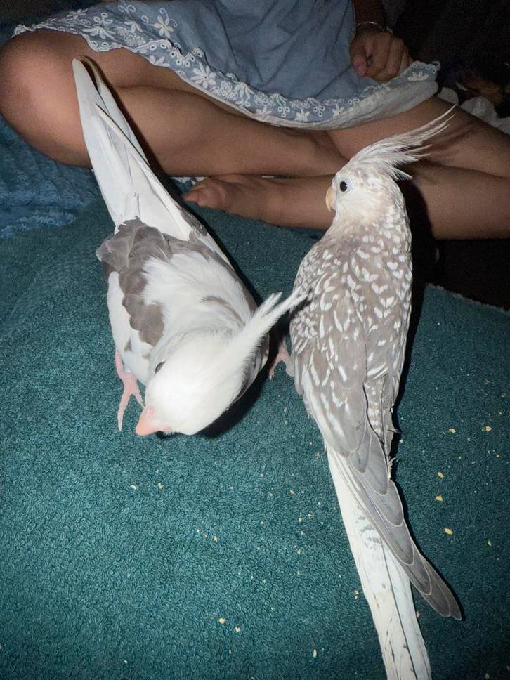 2 talme valkparkieten orijs voor beide, Dieren en Toebehoren, Vogels | Parkieten en Papegaaien, Parkiet, Meerdere dieren