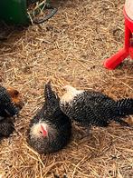 Zilverbraken hanen, Dieren en Toebehoren, Juni, Mannelijk