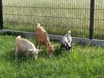Dwerg geitje tekoop, Dieren en Toebehoren, Maart, Meerdere dieren