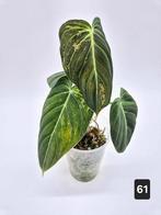 Philodendron Melanochrysum Variegata, Plante verte, Enlèvement ou Envoi, Autres espèces, Moins de 100 cm