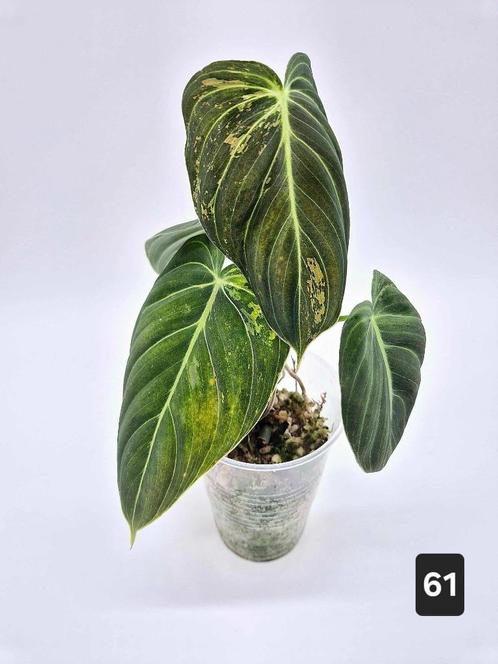 Philodendron Melanochrysum Variegata, Maison & Meubles, Plantes d'intérieur, Autres espèces, Moins de 100 cm, Plante verte, Enlèvement ou Envoi