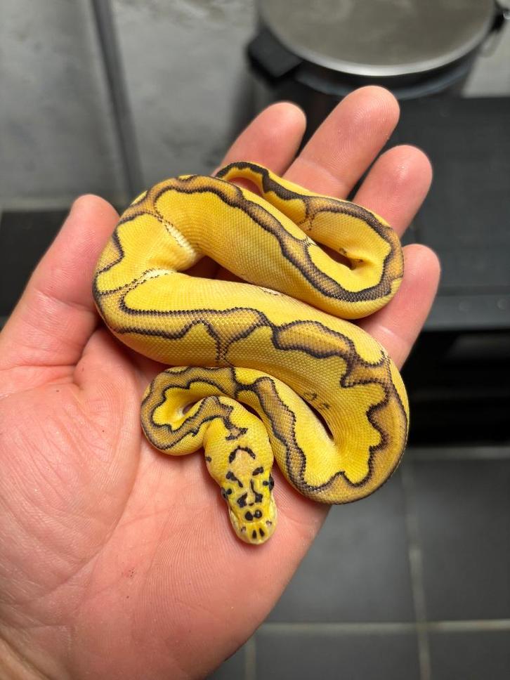 Verschillende koningspythons, Dieren en Toebehoren, Reptielen en Amfibieën, Slang