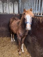Prachtige welsh sectie B jaarling hengst, Dieren en Toebehoren, Met stamboom, 0 tot 2 jaar, Hengst, C pony (1.27m tot 1.37m)