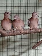 Senegal tortels, Meerdere dieren, Geringd