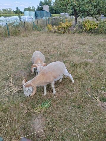 Wiltshire horn ram te ruil, Mâle, Mouton, 0 à 2 ans