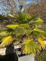 Palmboom + pot, Tuin en Terras, Ophalen