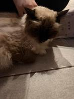 Ragdoll herplaatser seal point, Poes, Gechipt, 6 jaar of ouder