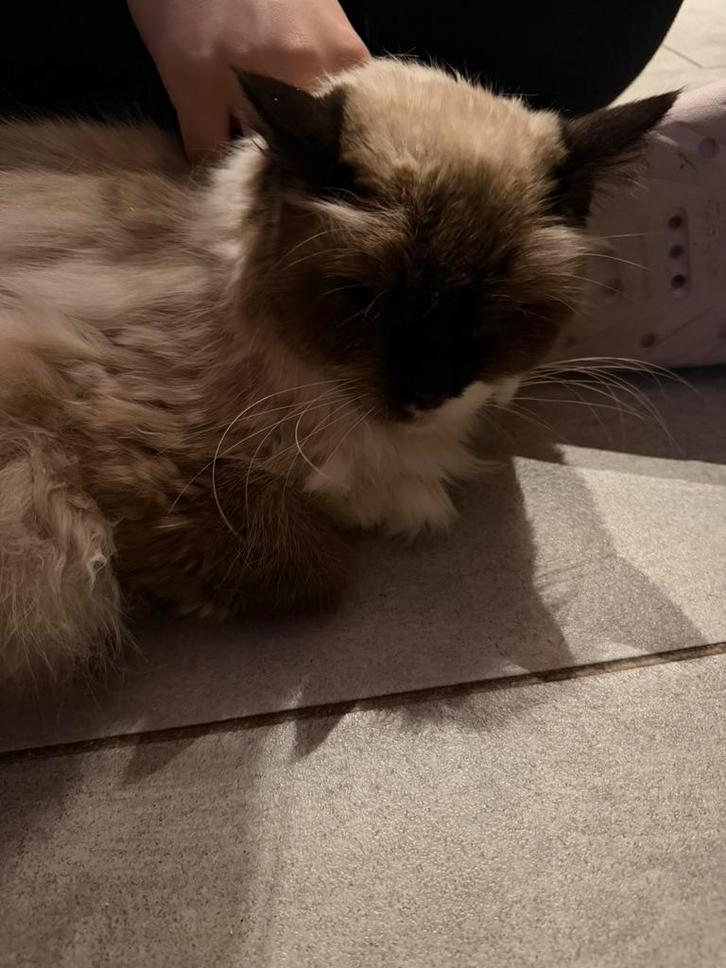 Ragdoll herplaatser seal point, Dieren en Toebehoren, Katten en Kittens | Raskatten | Langhaar, Poes, 6 jaar of ouder, Gechipt