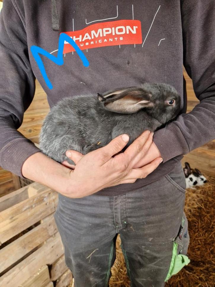 Duitse reus x vlinder konijnen, Dieren en Toebehoren, Konijnen, Mannelijk