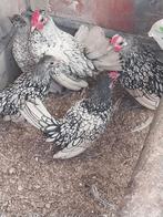 Sebright kippen ( 2koppels + 1 losse haan) LAGERE PRIJS!!, Dieren en Toebehoren, Pluimvee, Meerdere dieren, Kip