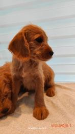 Labradoodle abrikoos medium, België, Fokker | Hobbymatig, Overige rassen, 8 tot 15 weken