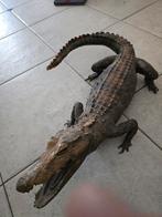 Crocodile empaillé