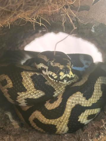 Hybride (tapijt/ball) met terrarium beschikbaar voor biedingen