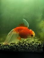 Gratis sluierstaart goudvis