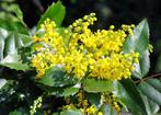 Mahonia - pot 17 cm, Jardin & Terrasse, Plantes | Arbustes & Haies, Moins de 100 cm, Enlèvement, Houx, Arbuste