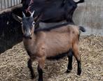Mieke, Dieren en Toebehoren, Schapen, Geiten en Varkens, Vrouwelijk, Geit, 0 tot 2 jaar