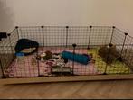 Cavia’s, December, Vrouwelijk, Cavia