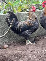 mooie haan   groenlegger, Dieren en Toebehoren, Pluimvee, Mannelijk, Kip