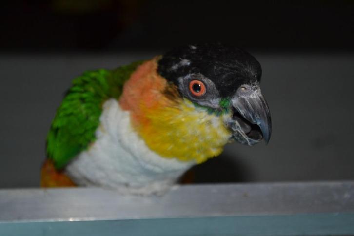 Goede kweekpop Zwartkopcaique/papegaai en..., Dieren en Toebehoren, Vogels | Parkieten en Papegaaien, Papegaai, Vrouwelijk, Geringd