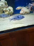 Cichlides malawi cyctocara moori 6-7 cm