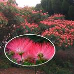 Albizia Rouge de Tuilliere / 350-350 cm hoog ‼️‼️ / nieuw ‼️, Tuin en Terras, Planten | Bomen, In pot, Zomer, Volle zon, 250 tot 400 cm