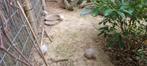 Chinese kwartel, Dieren en Toebehoren