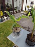 Bananaplant, Tuin en Terras, Planten | Bomen, Ophalen
