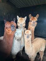 Gratis Alpaca wol, Hobby en Vrije tijd, Spinnewielen en Spinnen, Ophalen of Verzenden
