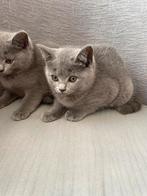Britse korthaar kittens., Meerdere dieren, Gechipt, 0 tot 2 jaar