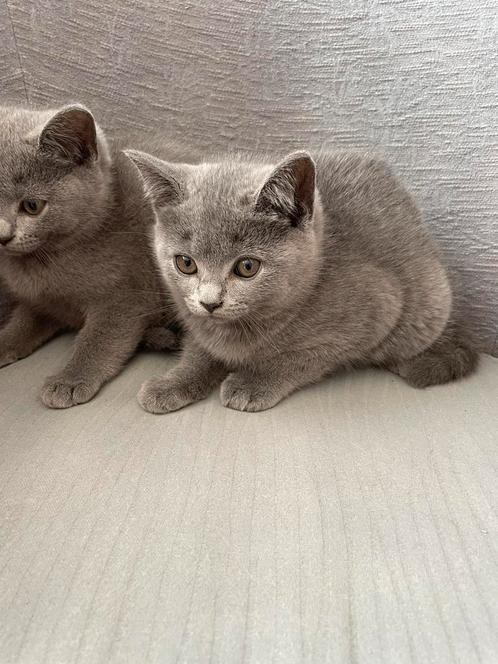 Britse korthaar kittens., Dieren en Toebehoren, Katten en Kittens | Raskatten | Korthaar, Meerdere dieren, 0 tot 2 jaar, Gechipt