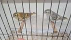 Sijs, Dieren en Toebehoren, Vogels | Overige Vogels