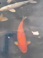 Mooie Japanse Koi Benigoi 60cm, Dieren en Toebehoren, Vissen | Vijvervissen