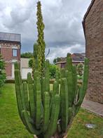 Grote oude cactus, Ophalen, Cactus, In pot, 150 tot 200 cm