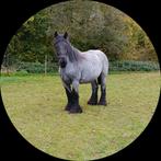 Drachtige. Merrie. Trekpaard. Blauwschimmel, Merrie